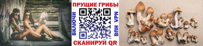 Купить закладки  Завитинск  Галлюциногенные грибы мухоморы 